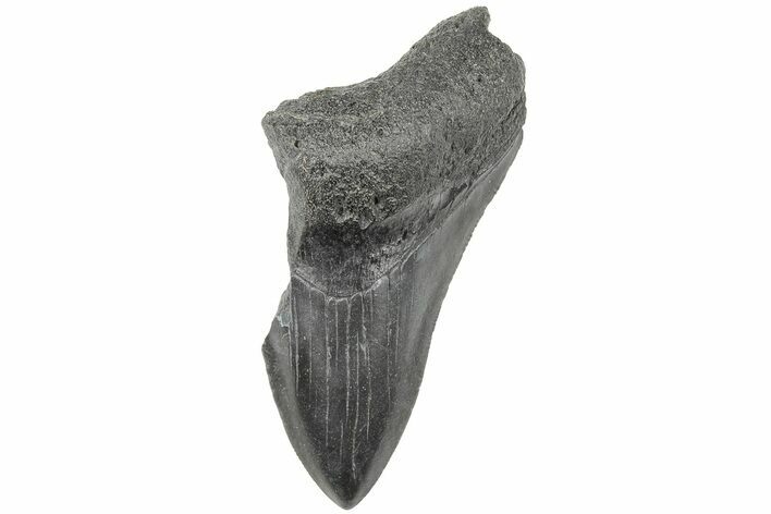 Partial Megalodon Tooth #194060